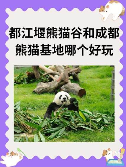 成都看熊猫去熊猫基地还是熊猫谷缩略图