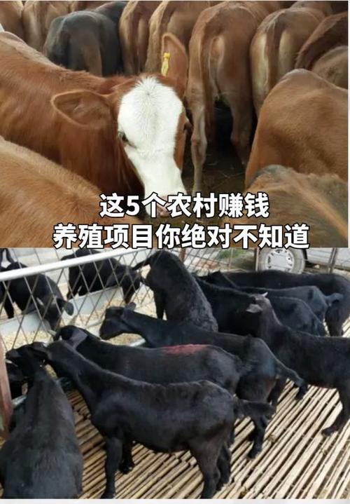 什么动物好养又赚钱缩略图