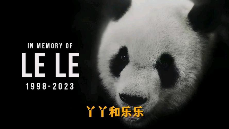 丫丫和乐乐什么关系图标