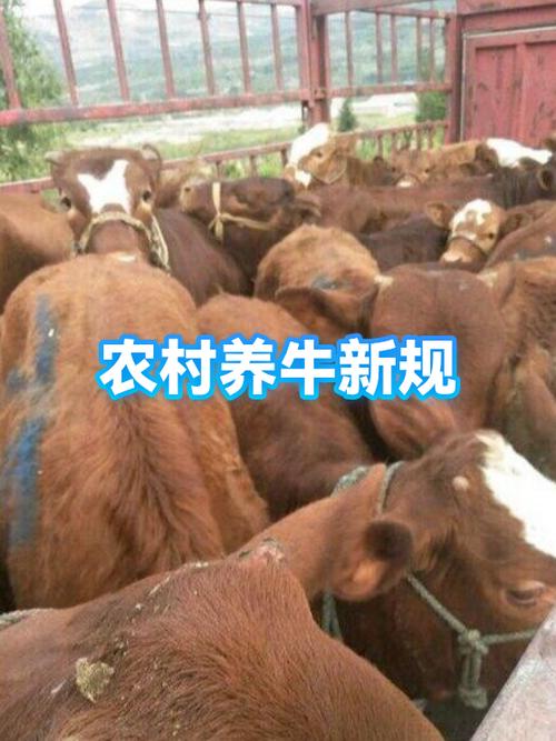养牛还可以做什么副业