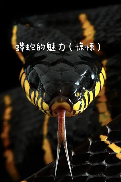 蟒蛇python官网入口缩略图