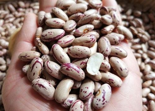 芸豆俗称是什么豆