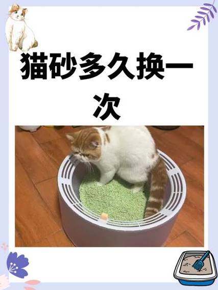 猫砂多久全部换掉比较好图标