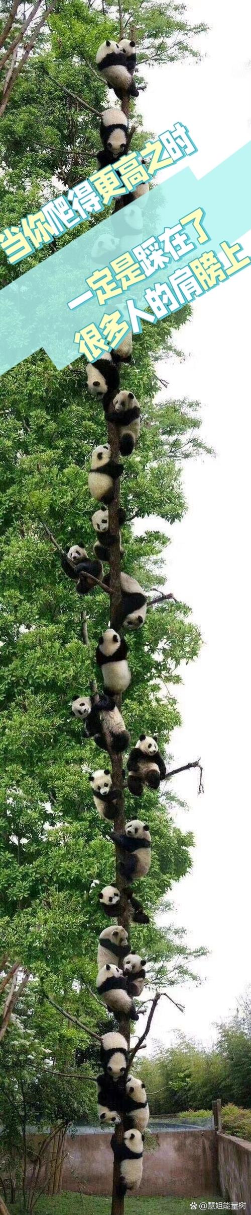 斥巨资接熊猫缩略图
