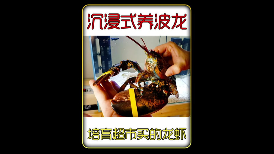 波士顿龙虾怎么养