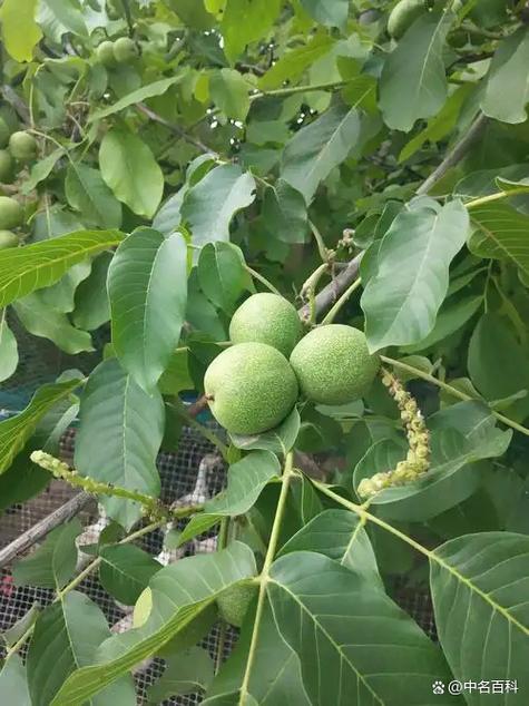 核桃树修剪时间和方法缩略图