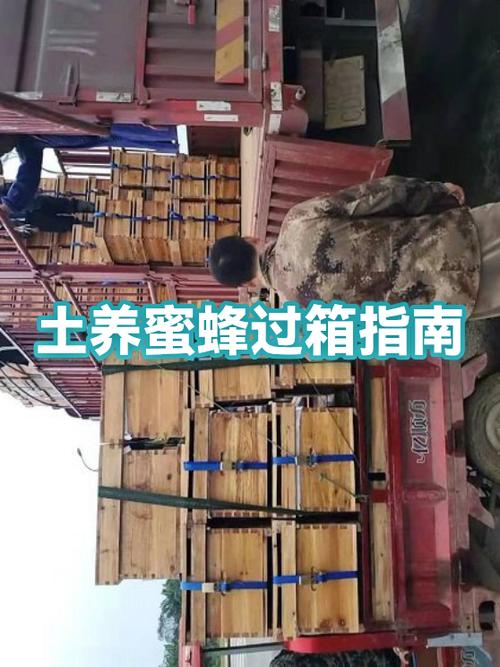蜜蜂过箱成功表现缩略图
