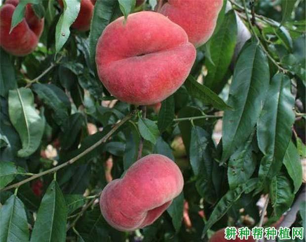 中蟠13号桃品种简介缩略图