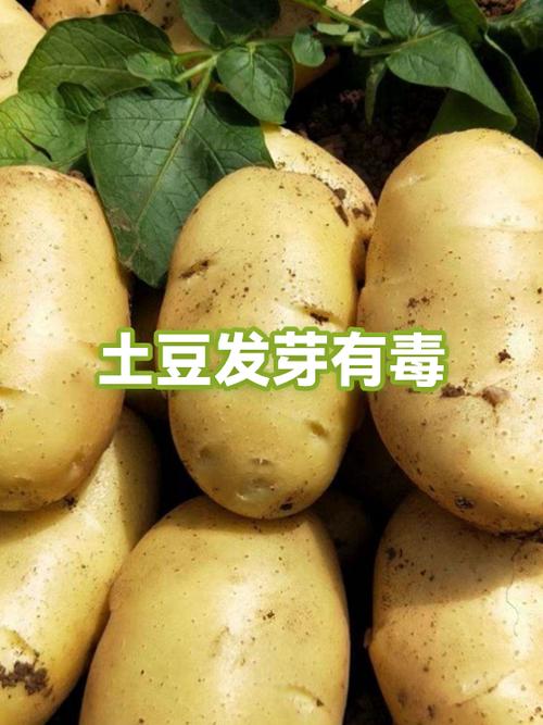 发芽的土豆是什么毒