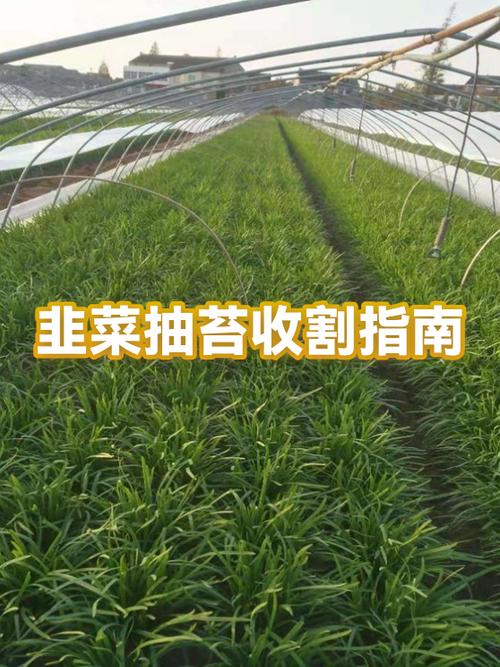韭菜收割者下载缩略图