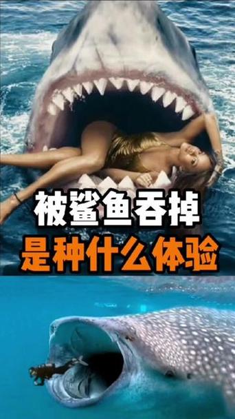 如何被鲨鱼吃掉?