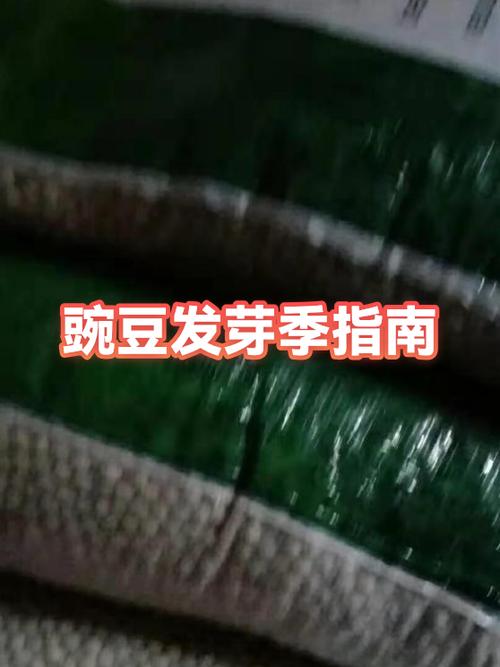 豌豆什么季节种植