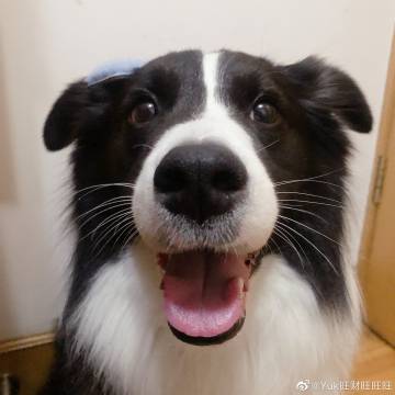 旺旺财旺旺财歌词缩略图