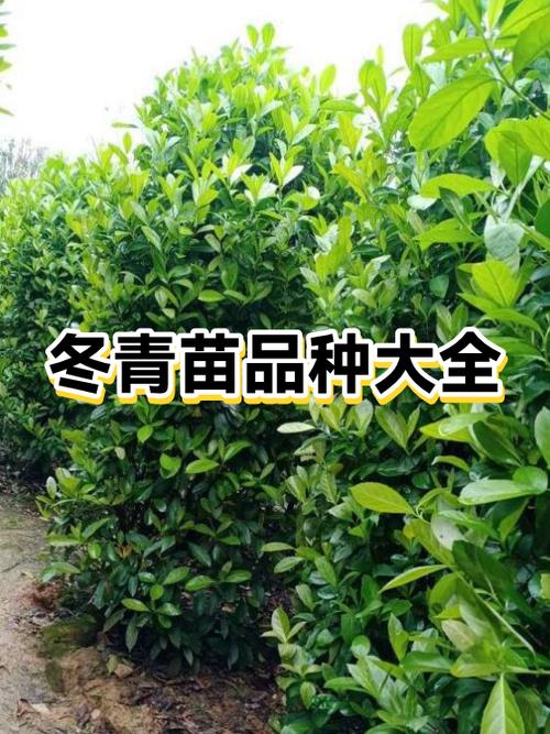 树苗品种大全游戏截图
