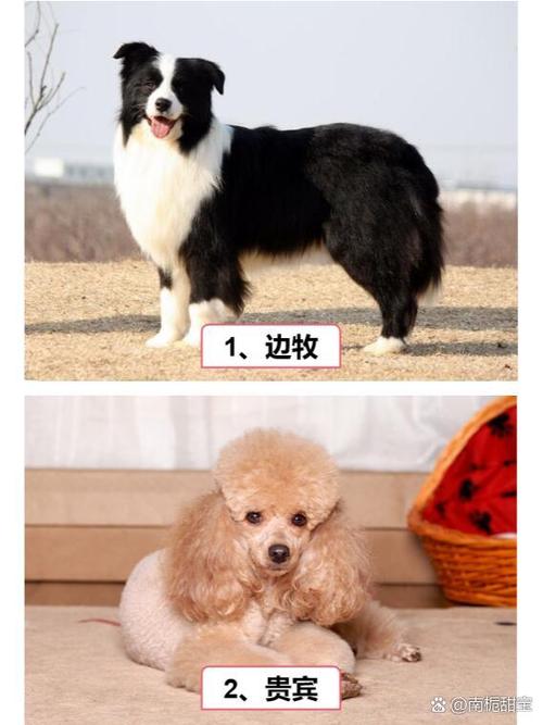 十大聪明狗排行榜前十名缩略图