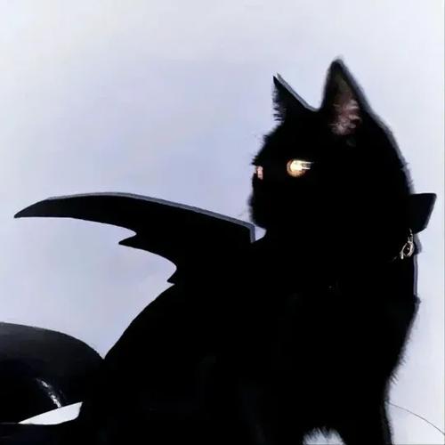 酷猫头像缩略图