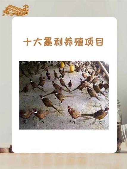 十大暴利养殖排行榜缩略图