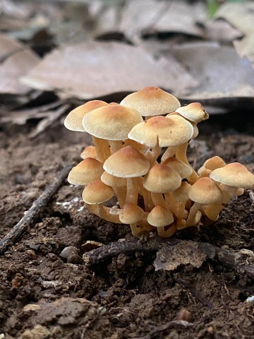 蘑菇不能和什么一起吃缩略图
