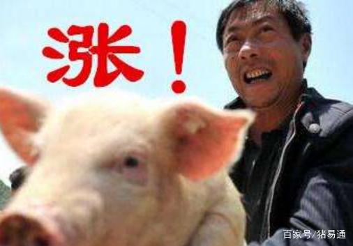 猪易通下载
