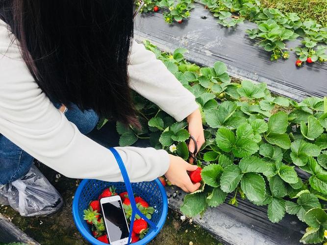 去摘草莓没洗干净就吃缩略图