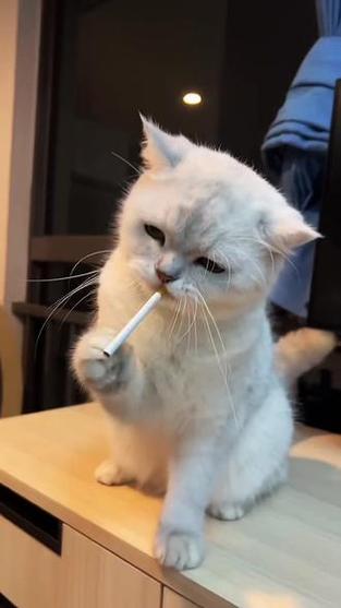 小猫视频搞笑视频大全缩略图