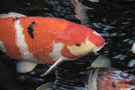 鲤刷刷能赚钱吗缩略图