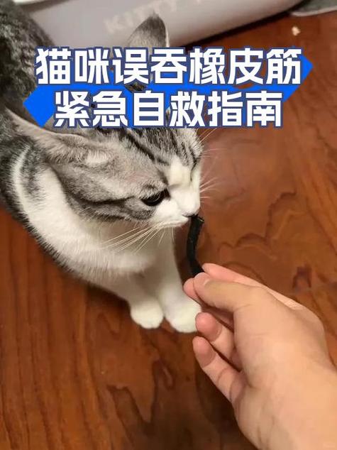 猫被皮筋绑久肿了怎么办