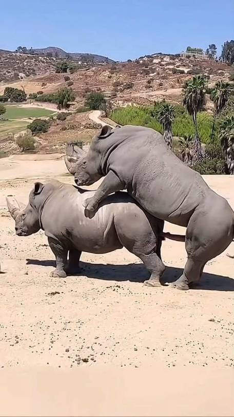 犀牛视频缩略图