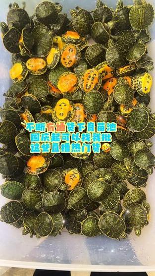 火焰龟多少钱一只龟苗缩略图