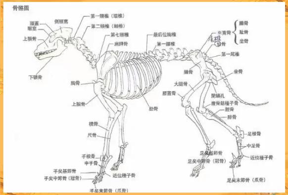 狗前腿骨骼结构图缩略图