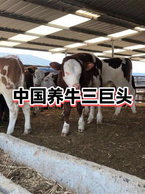养牛公司全国排名缩略图