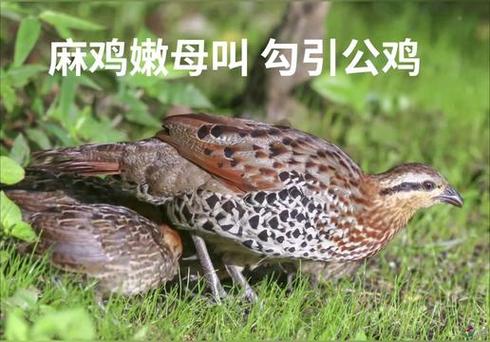 母麻鸡的叫声原声缩略图