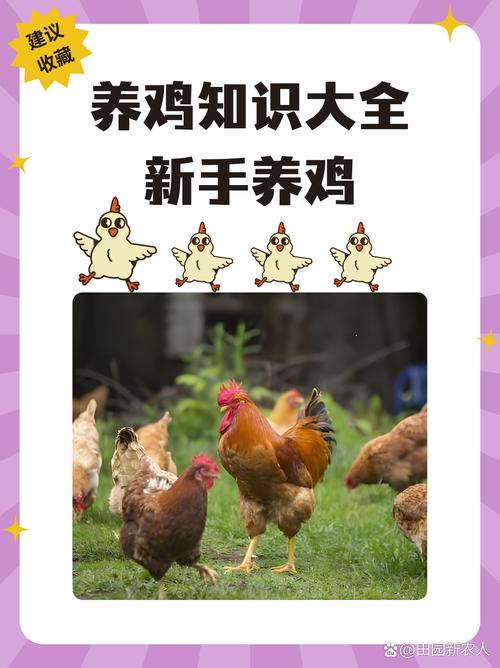 每日农经致富经养鸡游戏截图