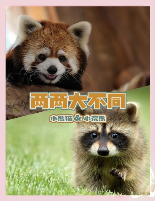 小浣熊和小熊猫的区别缩略图