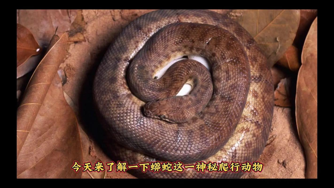蟒蛇下载20.4缩略图