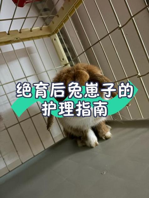 小兔崽子一般指什么人图标