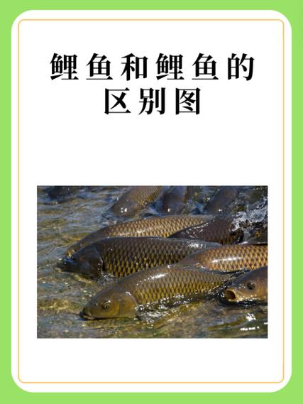 鲤鱼看看一天能赚多少钱图标