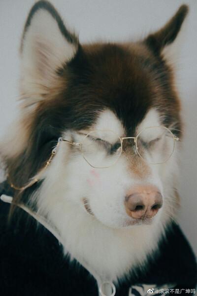 滚滚不是广坤表情包