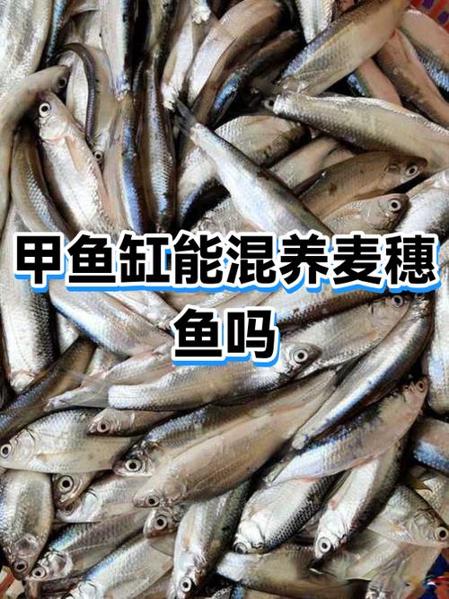 鱼缸能养甲鱼吗图标