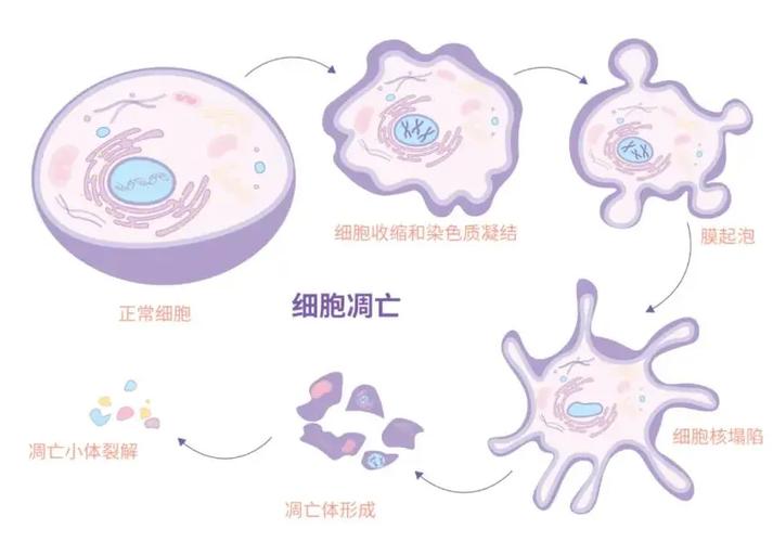 细胞死亡去哪里了游戏截图
