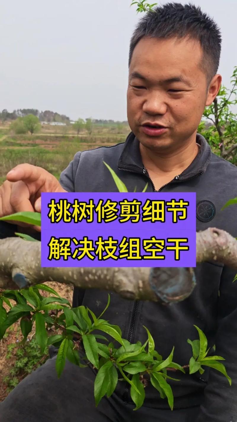 核桃树需要修剪吗游戏截图