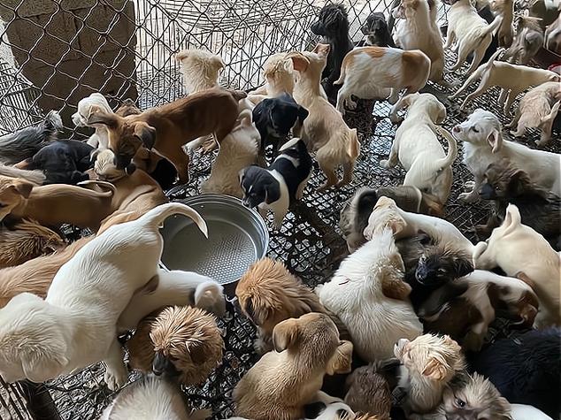 养肉狗100只一年赚多少缩略图