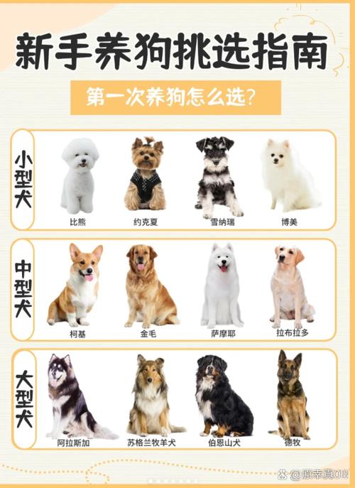穷人养什么宠物好缩略图