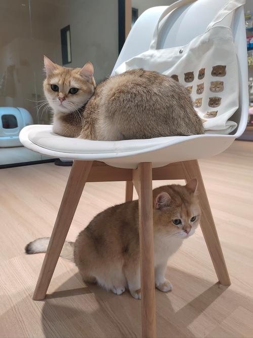 猫咪直播软件介绍缩略图
