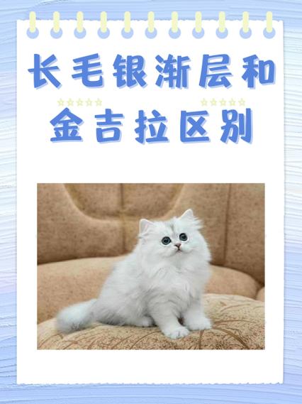 金渐层和银渐层的区别缩略图