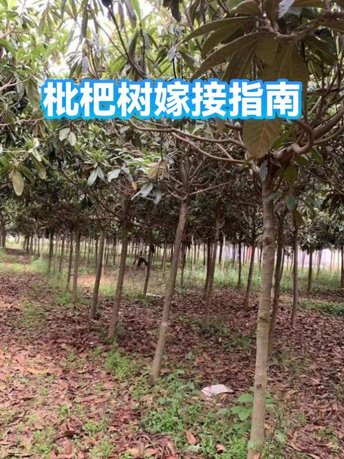 枇杷树什么时候嫁接最好游戏截图