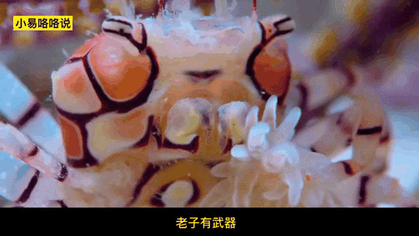 螳螂虾vs螃蟹