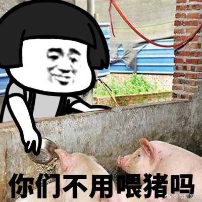 养猪图片大全搞笑缩略图