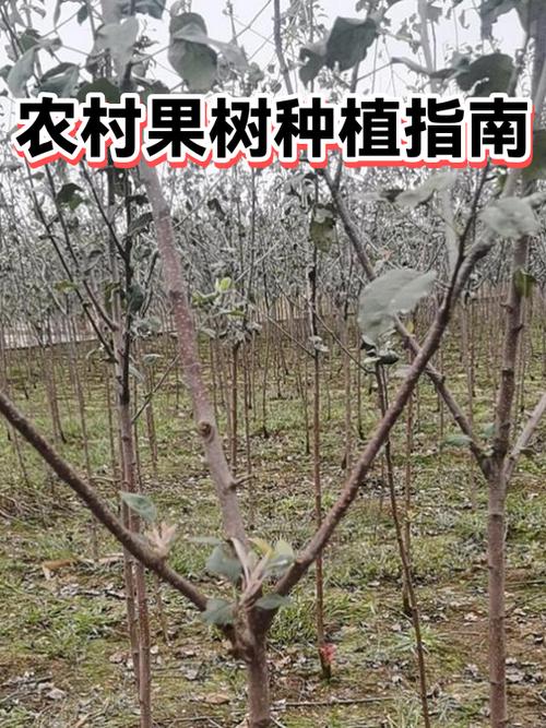 南方苹果树种植方法缩略图