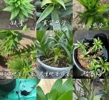 百合不变黑最简单三个步骤图标